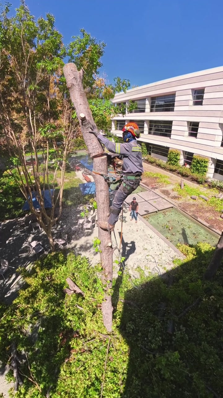 Climbing, ropes and preparation for work in the canopy.
