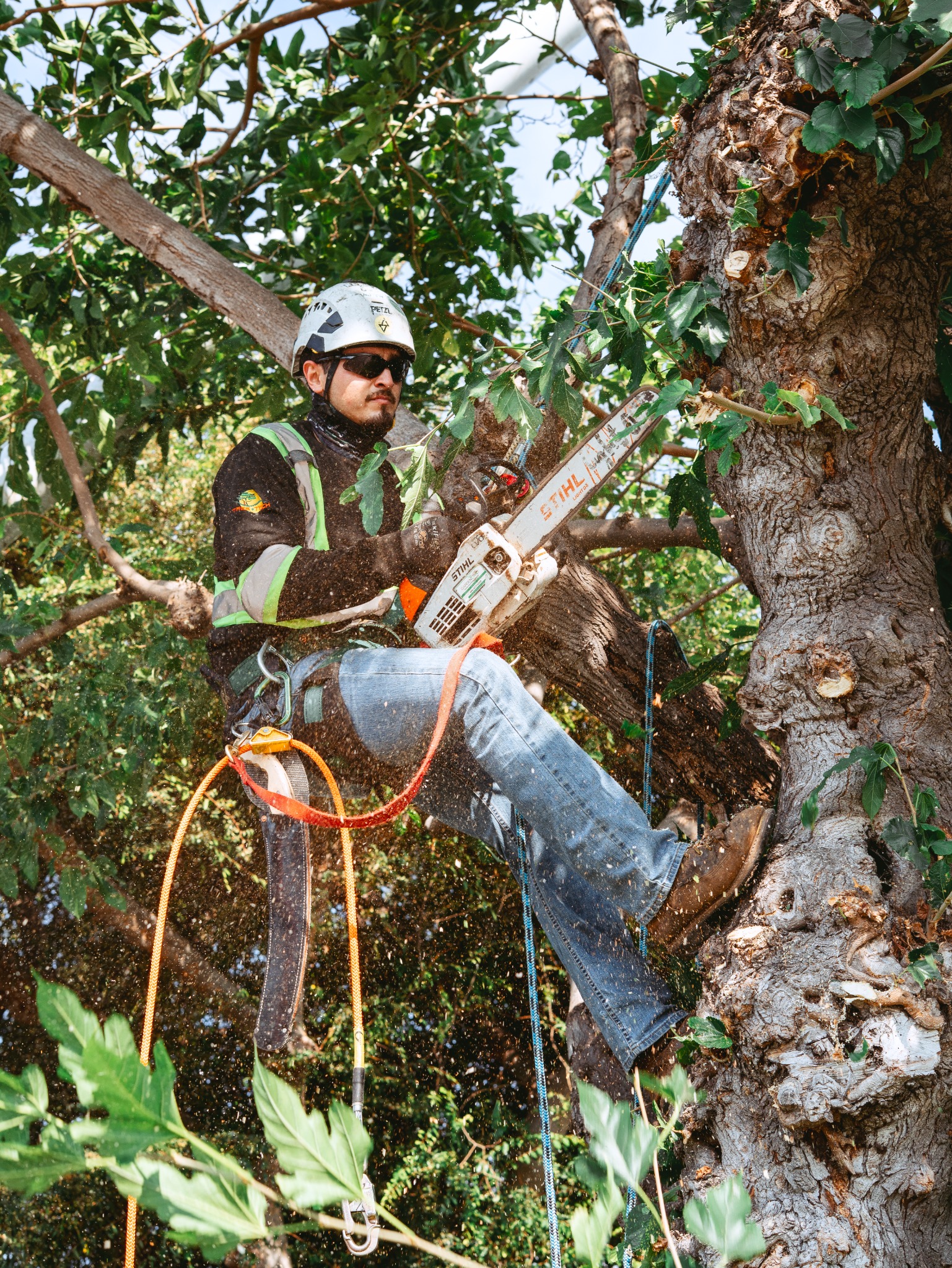 Tree Tech professional working in the canopy with climbing equipment