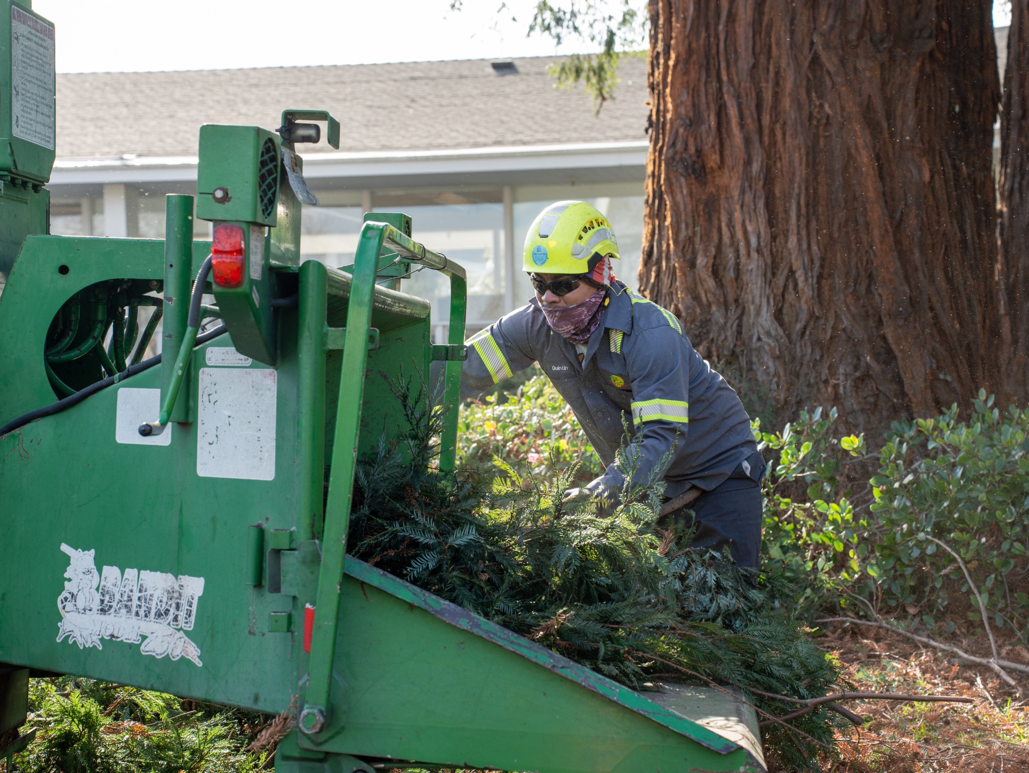 Tree Tech crew member in a gray uniform handling branches beside a wood chipper