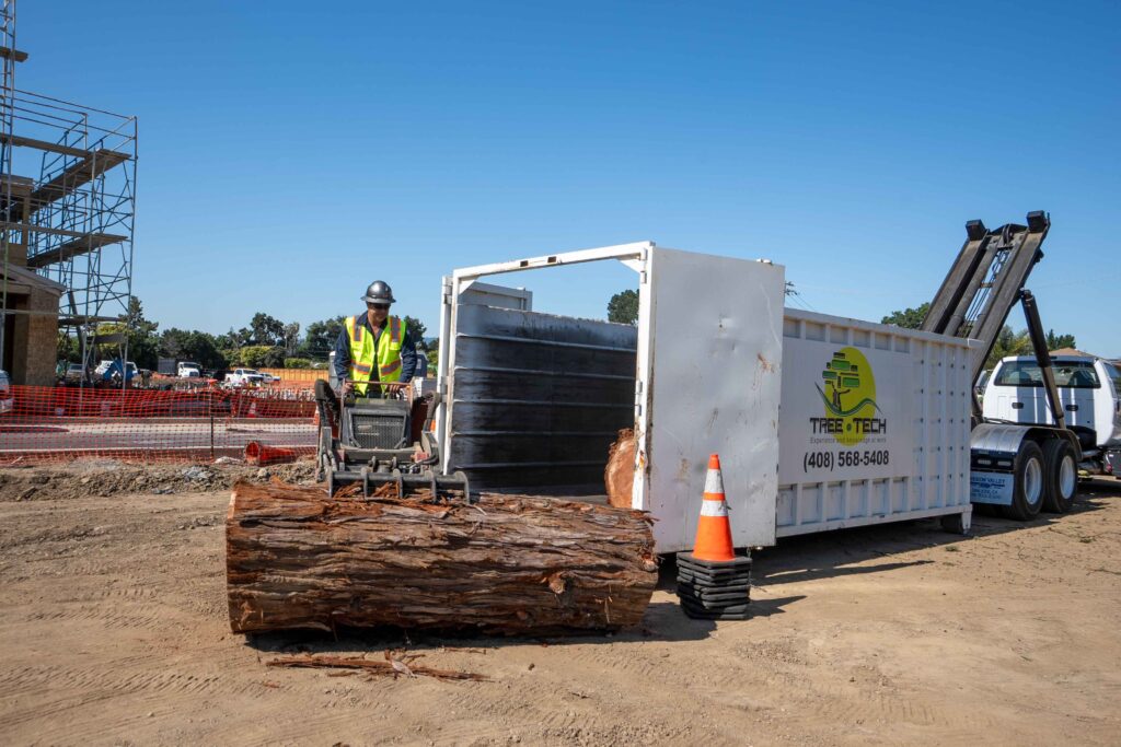 The Importance of Proper Tree Care for Your Property