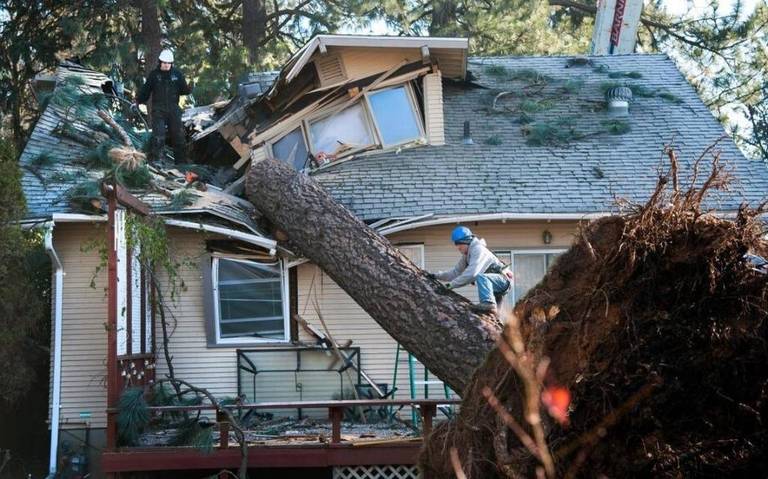 What to Do When a Tree Falls on Your Car or Home: A Step-by-Step Guide