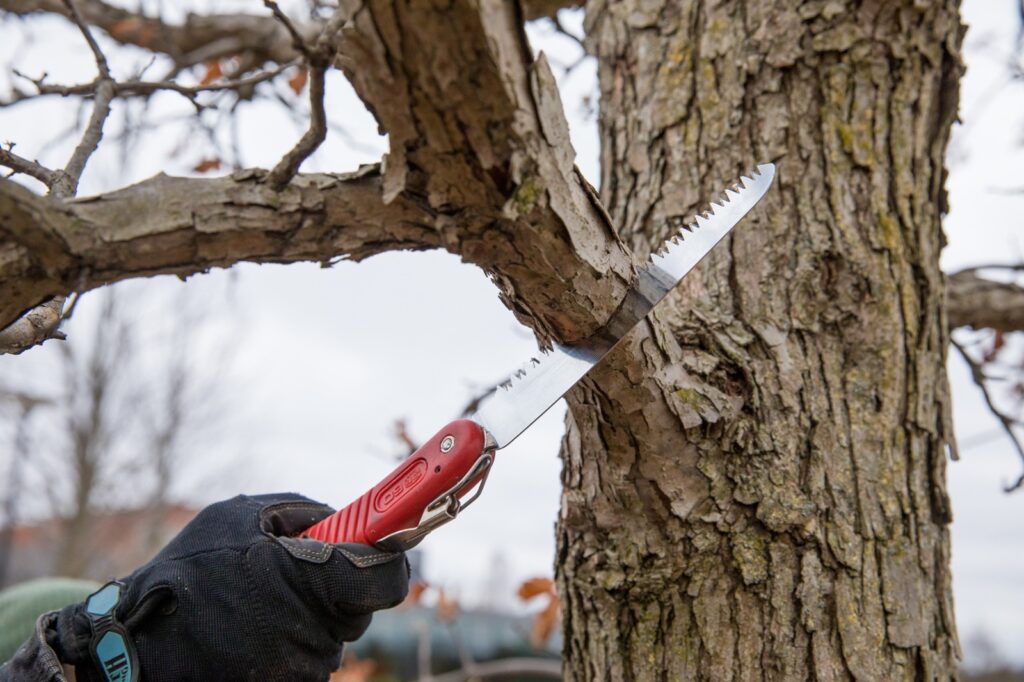 The Science Behind Tree Pruning: Benefits and Best Practices